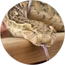 Dale A. profile picture